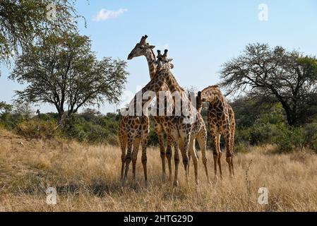 Girafes posant dans le boisseau Banque D'Images