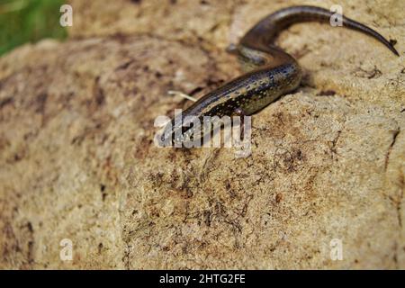 Photo sélective de Chalcides ocellatus se basant sur un rocher dans la campagne maltaise Banque D'Images