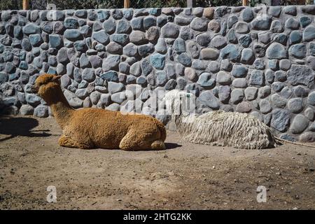 Gros plan de deux adorables lamas reposant sur le sol devant un mur de pierre à l'extérieur pendant la lumière du jour Banque D'Images