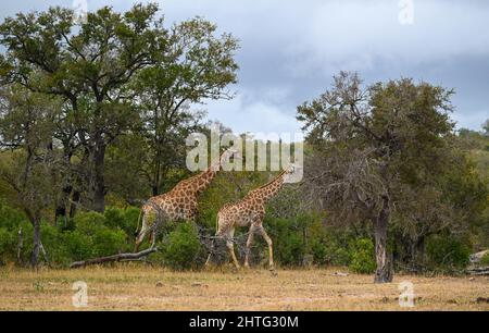 2 girafes dans le boisseau Banque D'Images