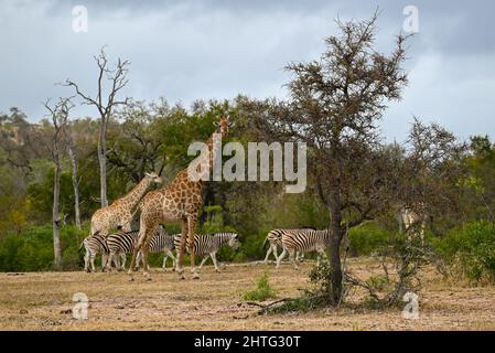 Girafe à distance avec Zebra Banque D'Images