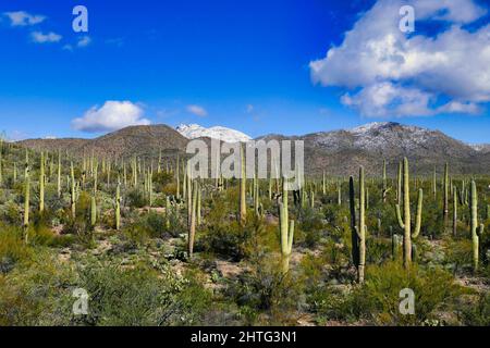 Forêt de saguaros dans le parc national de Saguaro dans le désert de Sonoran, près de Tucson, Arizona, Etats-Unis. Rare neige d'hiver sur les montagnes Silver Bell Banque D'Images