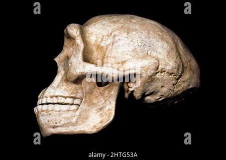 Homme de Pékin (Sinanthropus pekinensis), Homo Erectus Banque D'Images