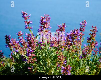 Plante de sauge ou de salvia officinalis dans le littoral et l'environnement naturel non pollué Banque D'Images