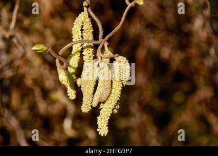 Chatons mâles jaunes accrochés à l'arbre de noisette de Corkscrew sur fond marron. Banque D'Images