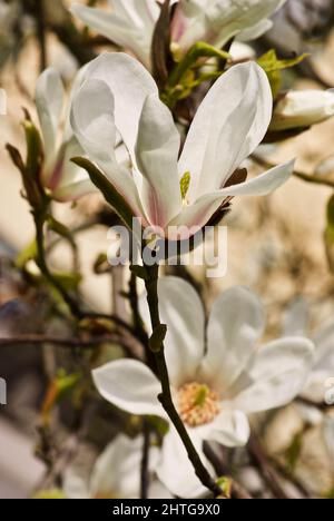 Gros plan d'un magnolia fleuri avec beaucoup de fleurs blanches au printemps. Banque D'Images