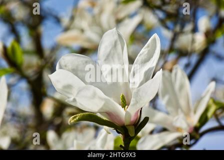 Gros plan d'un magnolia fleuri avec beaucoup de fleurs blanches au printemps. Banque D'Images