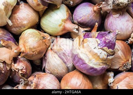 Tas d'échalotes brunes et pourpres, d'oignons Allium CESP et d'oignons bruns Banque D'Images