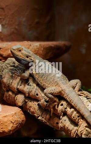 petit dragon barbu dans son terrarium Banque D'Images