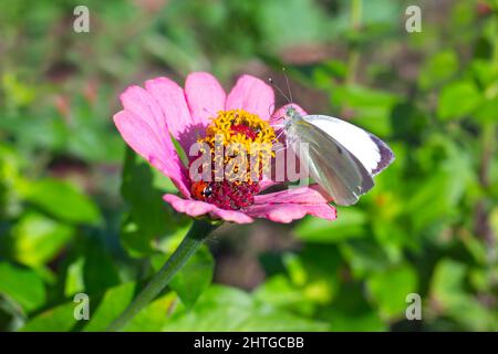 Fleur de zinnia rose avec papillon blanc et coccinelle. La vie des plantes et des insectes. Banque D'Images