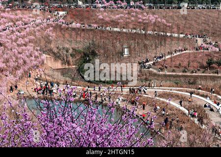 Chongqing, Chongqing, Chine. 28th févr. 2022. Le 27 février 2022, la beauté des fleurs de prunier à Chongqing est enivrante, et le train qui traverse la mer des fleurs est comme un défilement du printemps. À côté de la gare Kangzhuang de Chongqing Rail Transit Line 6, plus de 1 600 magnifiques pruniers sont en pleine floraison, et la « mer de fleurs roses » reliée à un morceau est particulièrement accrocheuse. Le train pour le printemps est en pleine floraison et le soleil brille de mille feux, et Chongqing est la plus belle saison de l'année. Le ciel bleu est plein de nuages, et la beauté rose pl Banque D'Images