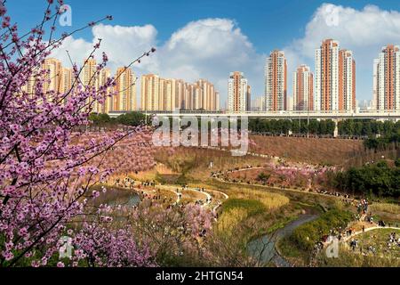 Chongqing, Chongqing, Chine. 28th févr. 2022. Le 27 février 2022, la beauté des fleurs de prunier à Chongqing est enivrante, et le train qui traverse la mer des fleurs est comme un défilement du printemps. À côté de la gare Kangzhuang de Chongqing Rail Transit Line 6, plus de 1 600 magnifiques pruniers sont en pleine floraison, et la « mer de fleurs roses » reliée à un morceau est particulièrement accrocheuse. Le train pour le printemps est en pleine floraison et le soleil brille de mille feux, et Chongqing est la plus belle saison de l'année. Le ciel bleu est plein de nuages, et la beauté rose pl Banque D'Images