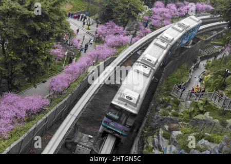 Chongqing, Chongqing, Chine. 28th févr. 2022. Le 25 février 2022, une grande zone de fleurs de‚''¹Ã prune â‚''¹beautiful dans la section du col Fotu de la ligne 2 du train de Chongqing est en pleine floraison, formant une mer de fleurs de‚''¹Ã â‚''¹pink â'''. Le train léger traverse la mer des fleurs roses, devenant un autre genre de paysage dans la ville, comme si vous étiez dans une scène de film.à Chongqing Fotuguan Park, de nombreux touristes apprécient le paysage et jouent ici. Ils sont très surpris lorsqu'ils rencontrent des « problèmes » ici. Ils sont occupés à prendre des photos et à capturer les scènes des trains de Rai Banque D'Images