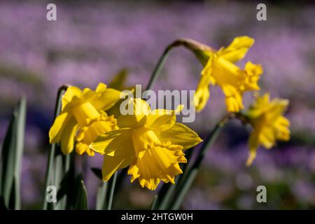 Gros plan des jonquilles jaunes avec des crocus violets en arrière-plan. Les fleurs poussent à Londres au Royaume-Uni et ont été photographiées lors d'une chaude journée de printemps. Banque D'Images