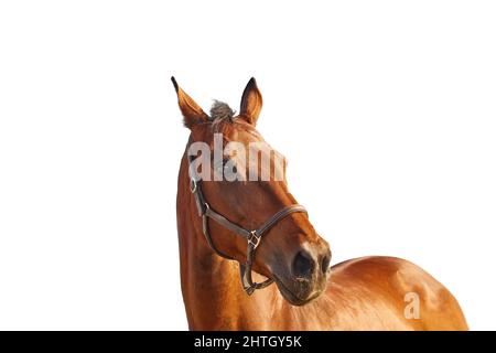 Portrait d'un cheval de baie dans un dos-nu brun en cuir sur fond blanc Banque D'Images