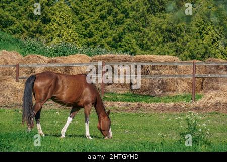 Le cheval brun mange de l'herbe dans un pré sur le fond de la clôture et du foin Banque D'Images