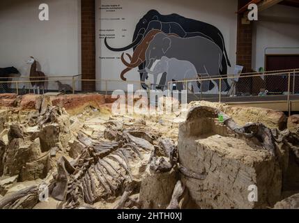 Site de creusage actif et musée contenant un trou d'évier datant de l'époque Pléistocène, qui abrite des os fossiles de mammouth à Hot Springs, Dakota du Sud Banque D'Images