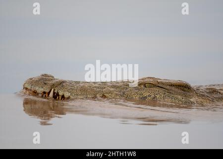 Crocodile du Nil dans les eaux du barrage de Sunset dans le parc national Kruger, Afrique du Sud Banque D'Images