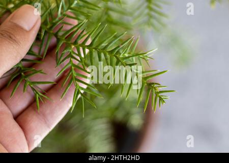 Tenant la branche du pin colonial d'Arucaria à la main Banque D'Images