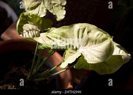 Feuilles de syngonium de couleur vert clair Banque D'Images