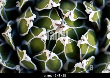 Agave victoriae reginae vue grand angle Banque D'Images