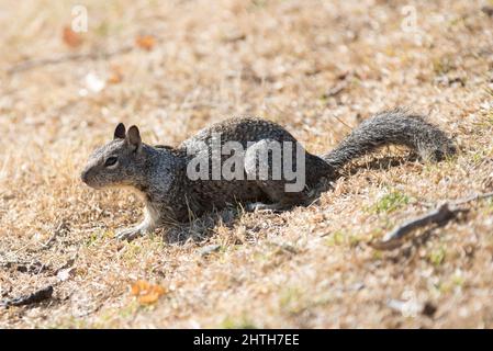 Écureuil de Californie forgeant dans l'herbe sèche Banque D'Images
