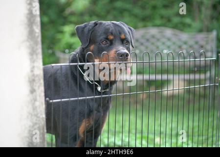 Portrait de Rottweiler de chien derrière la clôture. Chien de garde ou concept de sécurité. Banque D'Images