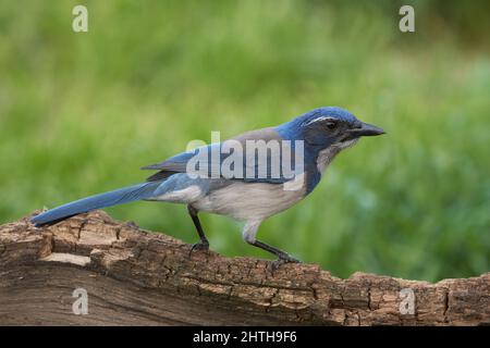Californie Scrub-Jay (Aphelocoma californie) Sacramento Comté Californie États-Unis Banque D'Images