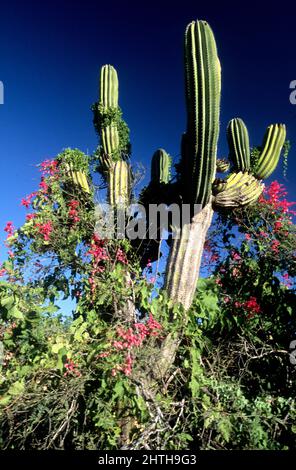 Cardu cactus et San Miguel (AKA Coral Vine) dans l'écorégion San Lucan Xeric Scrub, dans le sud de la Basse-Californie Banque D'Images