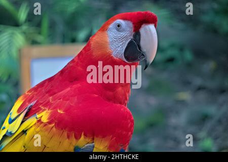 Fermeture de la macaw écarlate (Ara macao), Copan, Honduras Banque D'Images
