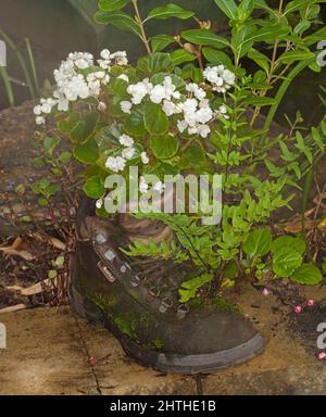 Jardinage de conteneurs - fleurs blanches et feuillage de la literie begonia, Begonia semperflorens et fougère qui grandissent ensemble dans une ancienne botte de cuir recyclé Banque D'Images