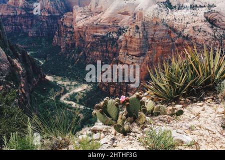 Parc national de Zion dans l'Utah, États-Unis, vu d'un point d'observation avec des cactus Banque D'Images