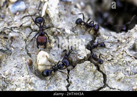Gros plan des fourmis sur la pierre Banque D'Images