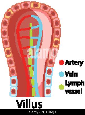 Schéma illustrant la structure du villosités intestinales Illustration de Vecteur