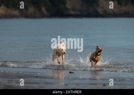 Deux chiens courant et jouant dans l'eau Banque D'Images