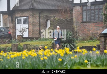 Brighton UK 1st mars 2022 - un coureur matinal passe des jonquilles en fleur à Brighton lors d'un premier jour de printemps brumeux par le calendrier météorologique qui commence le 1st mars : Credit Simon Dack / Alay Live News Banque D'Images