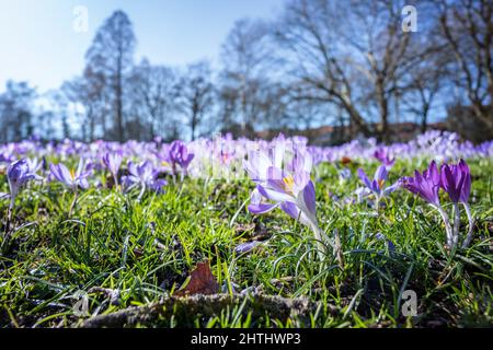 Crocuses pourpres fleuris sur une prairie au printemps, paysage saisonnier, espace de copie, foyer sélectionné, profondeur de champ étroite Banque D'Images