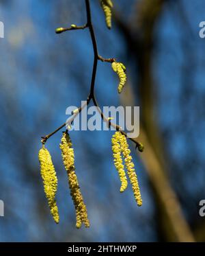 Les chatons sont les fleurs mâles ou les parties reproductrices d'arbres comme cet aulne. Ce sont les premiers signes dans les bois à feuilles caduques que le printemps vient Banque D'Images