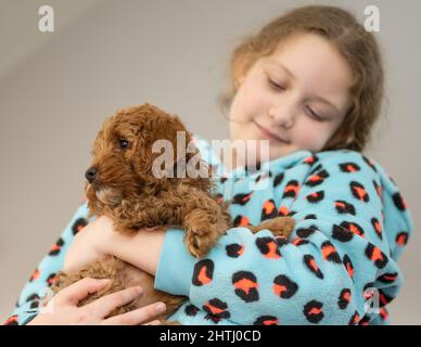 Un magnifique petit chiot Cockerpoo joue sur la crpette dans la maison Banque D'Images