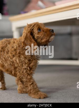 Un magnifique petit chiot Cockerpoo joue sur la crpette dans la maison Banque D'Images