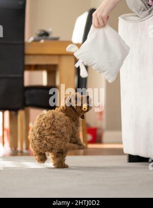 Un magnifique petit chiot Cockerpoo joue sur la crpette dans la maison Banque D'Images