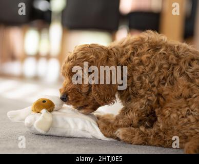 Un magnifique petit chiot Cockerpoo joue sur la crpette dans la maison Banque D'Images