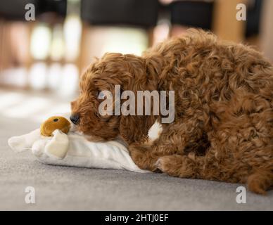 Un magnifique petit chiot Cockerpoo joue sur la crpette dans la maison Banque D'Images