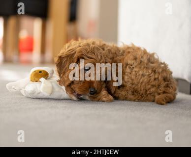 Un magnifique petit chiot Cockerpoo joue sur la crpette dans la maison Banque D'Images