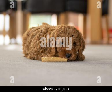 Un magnifique petit chiot Cockerpoo joue sur la crpette dans la maison Banque D'Images