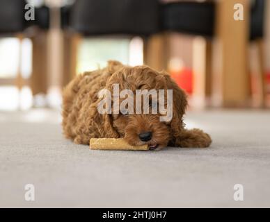 Un magnifique petit chiot Cockerpoo joue sur la crpette dans la maison Banque D'Images