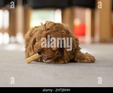 Un magnifique petit chiot Cockerpoo joue sur la crpette dans la maison Banque D'Images