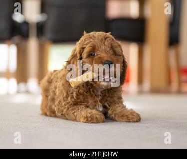 Un magnifique petit chiot Cockerpoo joue sur la crpette dans la maison Banque D'Images