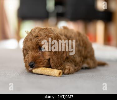 Un magnifique petit chiot Cockerpoo joue sur la crpette dans la maison Banque D'Images