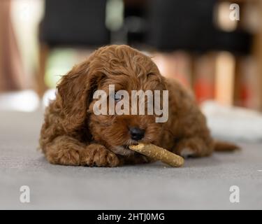 Un magnifique petit chiot Cockerpoo joue sur la crpette dans la maison Banque D'Images